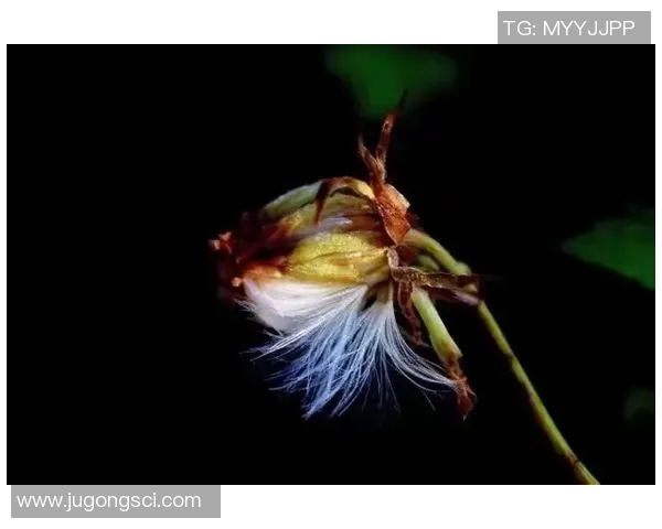 蒲公英的自由飞翔与足球球星的拼搏精神相遇的奇妙故事 蒲公英的自由飞翔与足球球星的拼搏精神相遇的奇妙故事